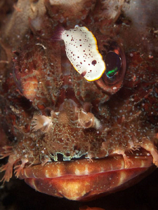 Imperturbable. Scorpionfish and Daphne's Chromodoris by Doug Anderson 